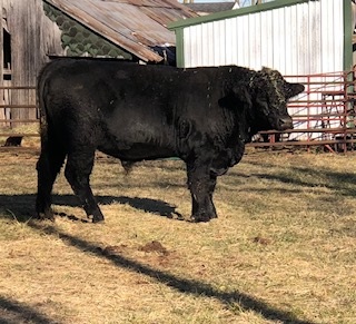 Simmental Bulls For sale